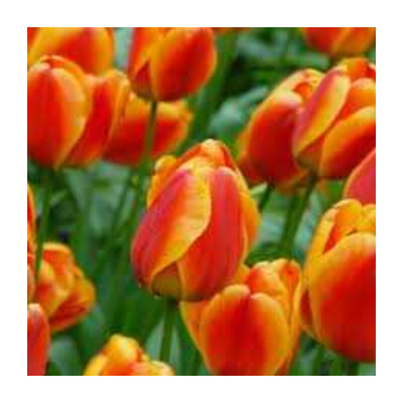 Tulipa Apeldron's Elite Tulipan 'Apeldorn's Elite 5 szt.
