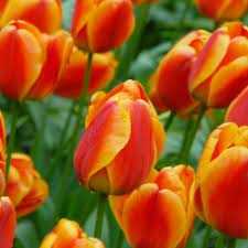 Tulipa Apeldron's Elite Tulipan 'Apeldorn's Elite 5 szt.