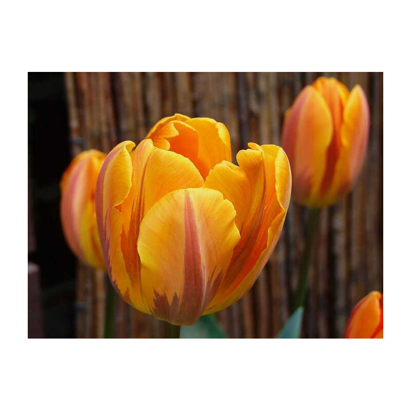 Tulipa Prinses Margiet Tulipan 'Prinses Margiet' 5 szt.