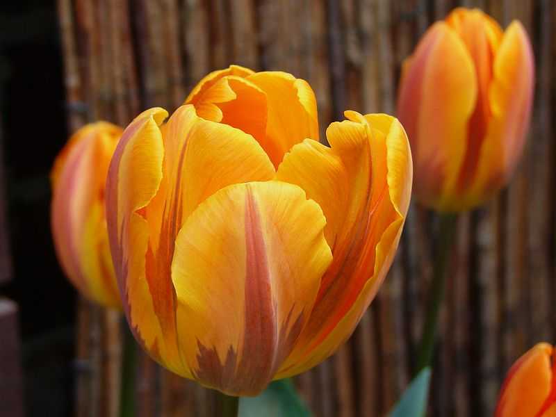 Tulipa Prinses Margiet Tulipan 'Prinses Margiet' 5 szt.