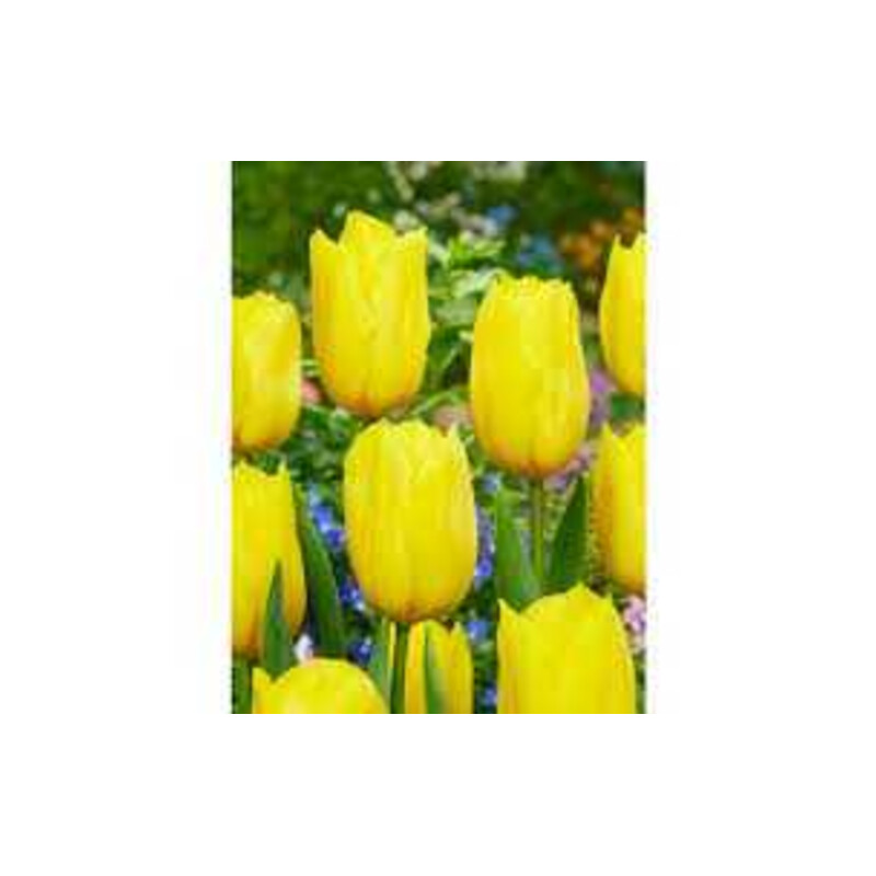 Tulipa Strong Gold Tulipan 'Strong Gold 5 szt.