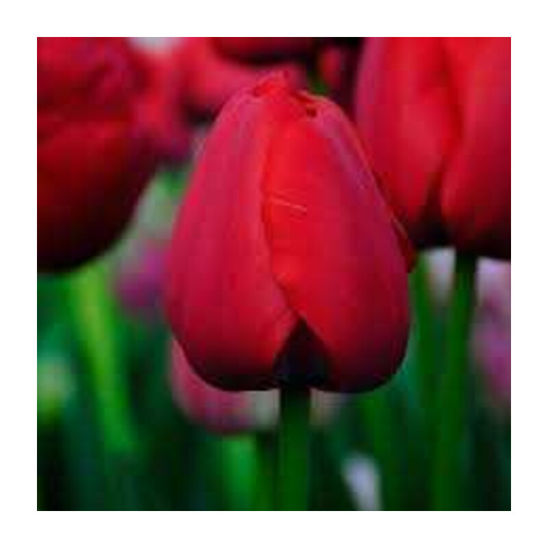 Tulipa Red Pride Tulipan 'Red Pride' 5 szt.