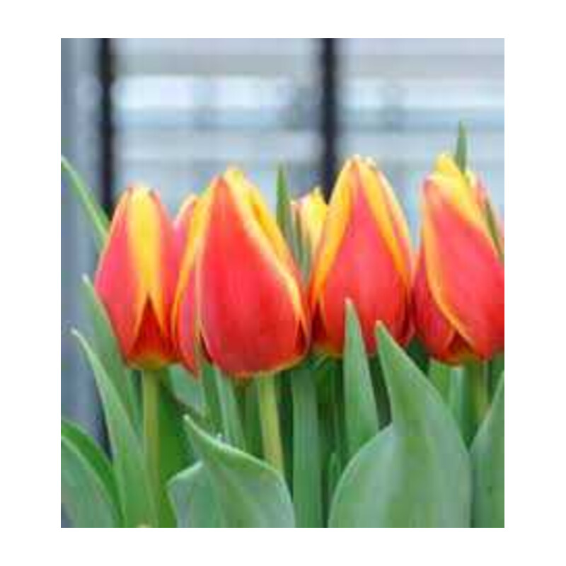 Tulipa Luba Tulipan 'Luba'5 szt.