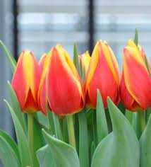 Tulipa Luba Tulipan 'Luba'5 szt.