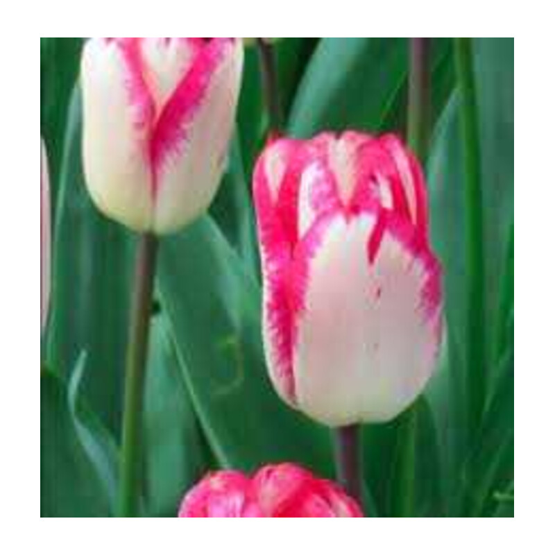 Tulipa Just Kissed Tulipan 'Just Kissed'5 szt.