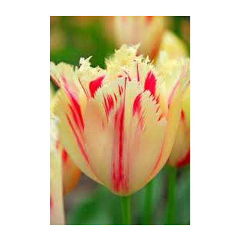 Tulipa Carrousel Tulipan 'Carrousel'5 szt.