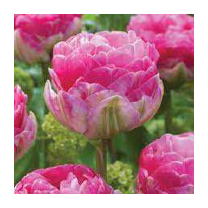 Tulipa Pinksize Tulipan 'Pinksize' 5 szt.
