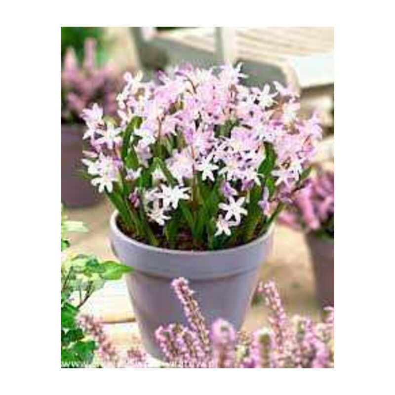 Śnieżnik 'Pink Giant' 5 szt. – Chionodoxa forbesi Pink Giant