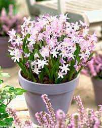 Śnieżnik 'Pink Giant' 5 szt. – Chionodoxa forbesi Pink Giant