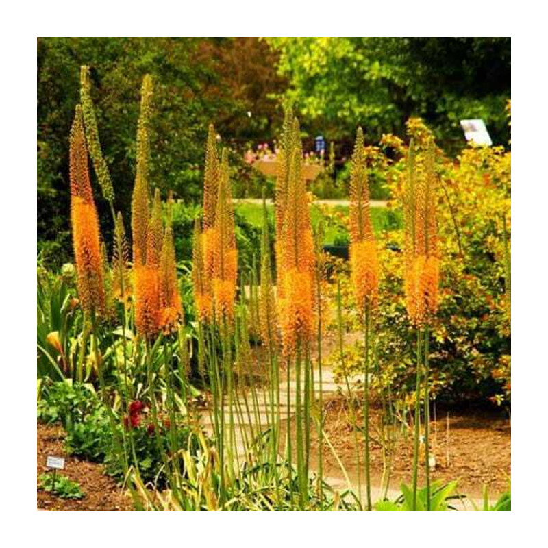 Pustynnik 'Pinokkio' – Eremurus Pinokkio