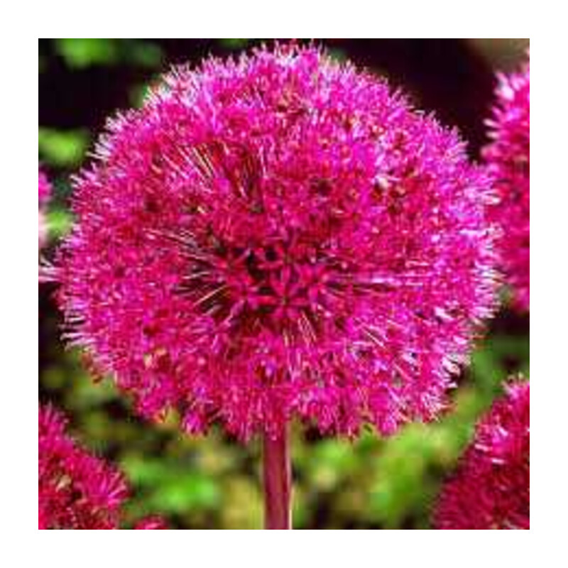 Czosnek carolinianum 5 szt. – Allium carolinianum