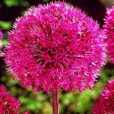 Czosnek carolinianum 5 szt. – Allium carolinianum