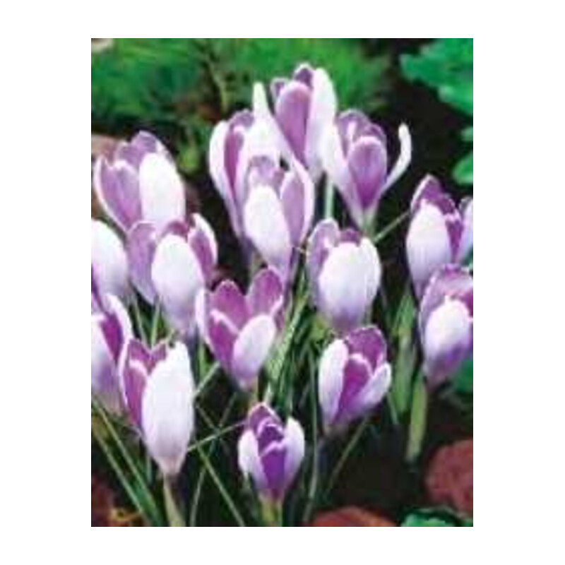 Krokus wiosenny fioletowy Vanguard 5 szt. wrzos