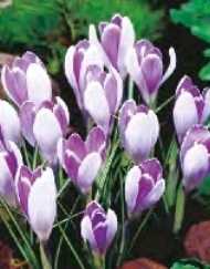 Krokus wiosenny fioletowy Vanguard 5 szt. wrzos