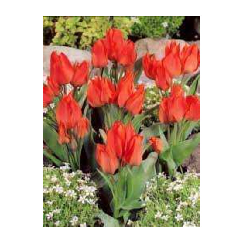 Tulipa Orange Toronto Tulipan 'Orange Toronto' 5 szt.