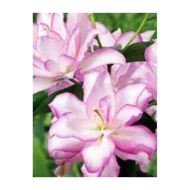 Lilia 'Roselily Anouska' – Lilium Roselily Anouska