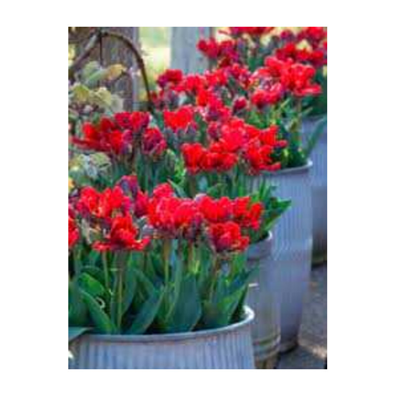 Tulipa Double Rococo Tulipan 5 szt.