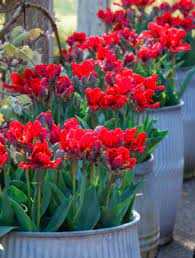 Tulipa Double Rococo Tulipan 5 szt.