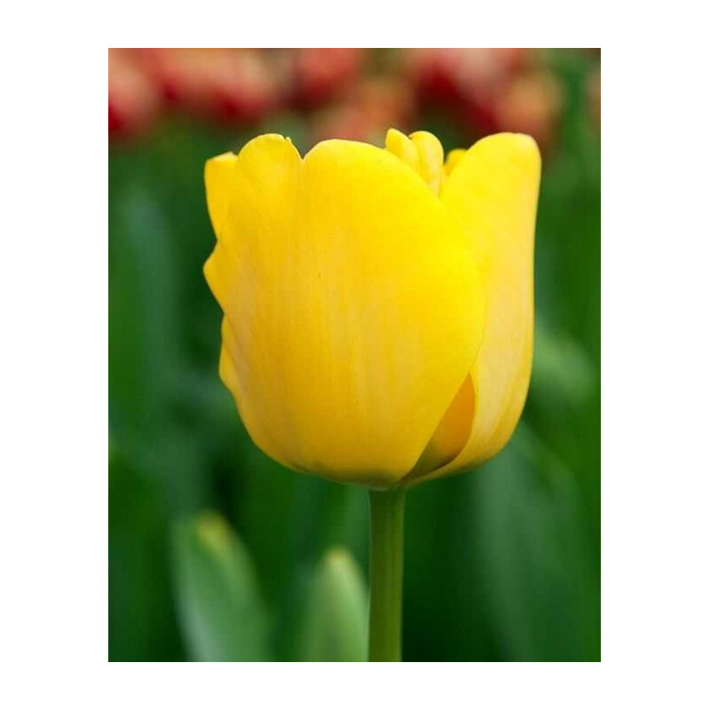 Tulipa Golden Apeldorn Tulipan 'Golden Apeldorn' 5 szt.