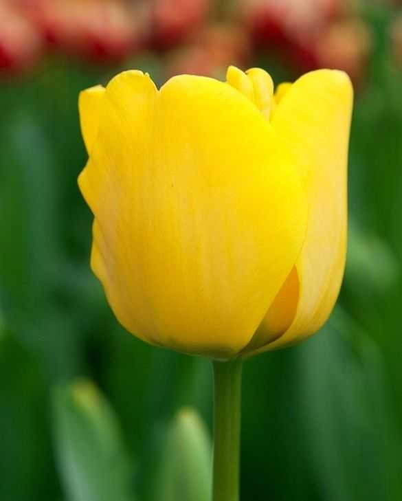 Tulipa Golden Apeldorn Tulipan 'Golden Apeldorn' 5 szt.