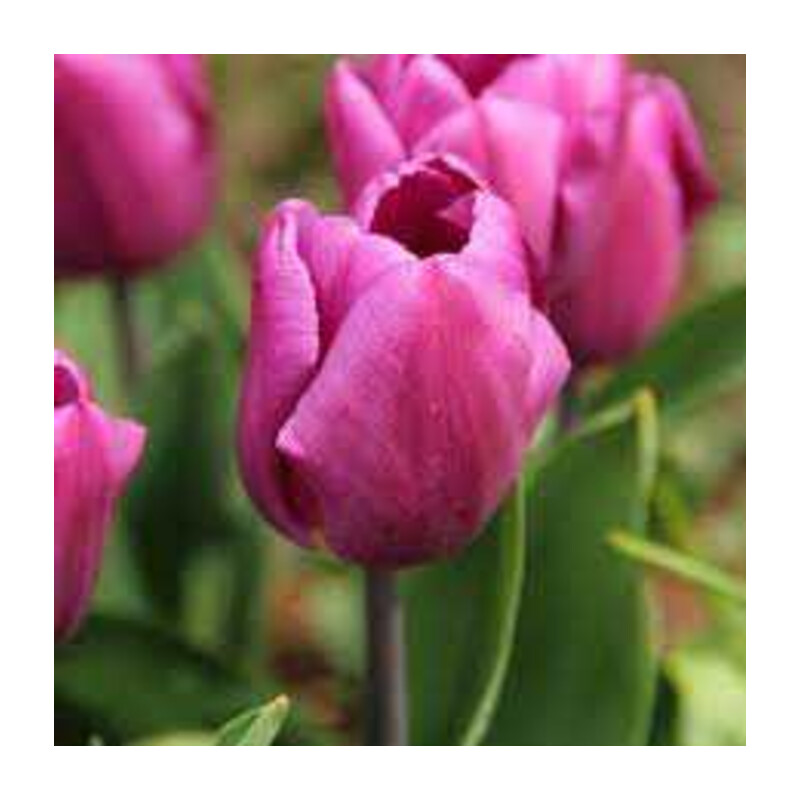 Tulipa Purple Prince Tulipan 'Purple Prince' 5 szt.