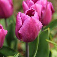Tulipa Purple Prince Tulipan 'Purple Prince' 5 szt.