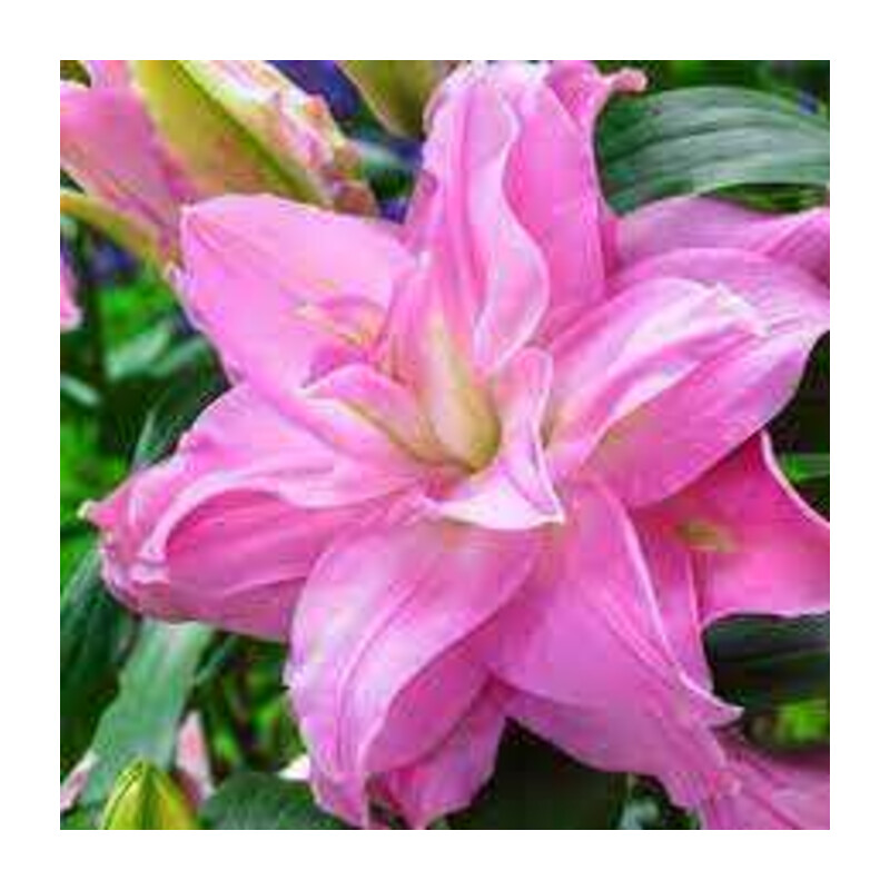 Lilia 'Roselily Julia' – Lilium Roselily Julia