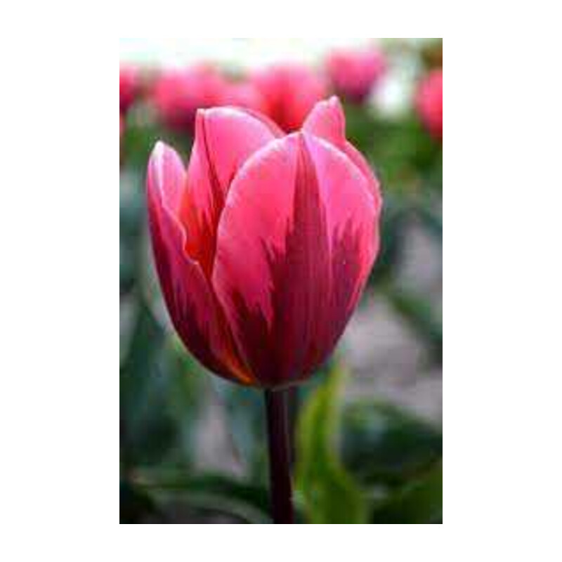 Tulipa Pretty Princess Tulipan 'Pretty Princess'5 szt.