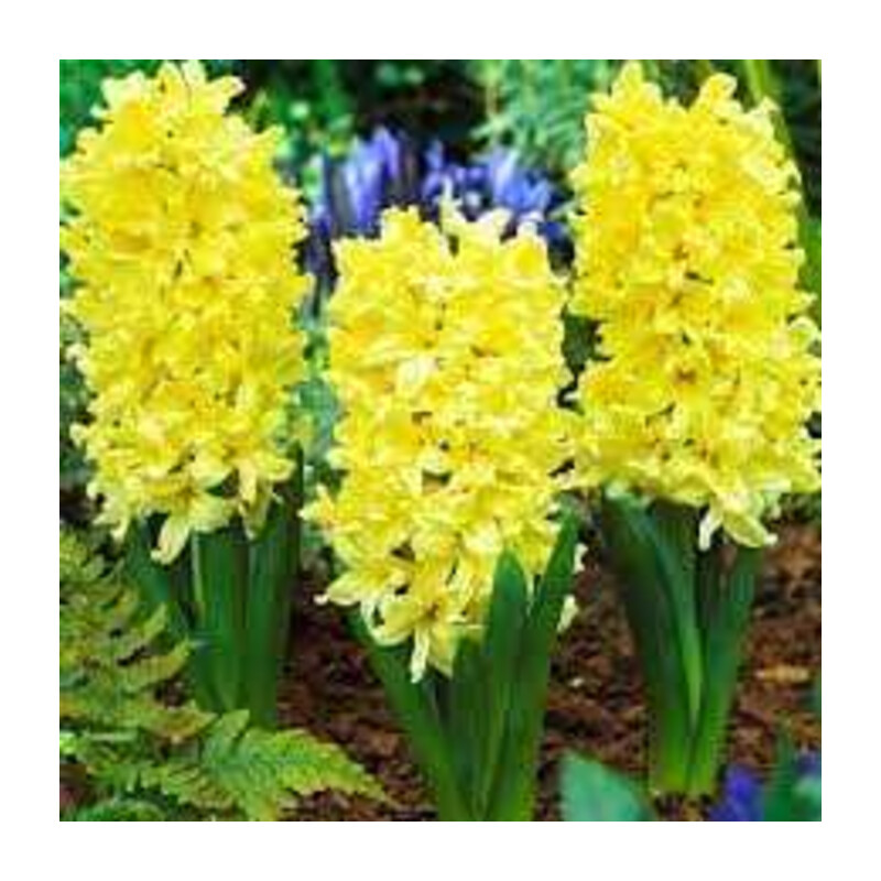 Hiacynt Żółty 5 szt. – Hyacinthus