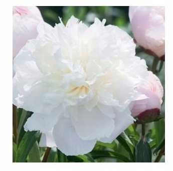 Piwonia Shirley Temple 1 szt.