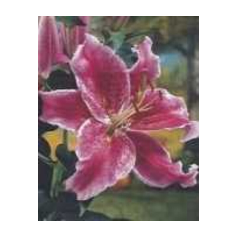 Lilia orientalna fioletowa Stargazer 1 szt.