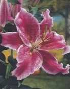 Lilia orientalna fioletowa Stargazer 1 szt.