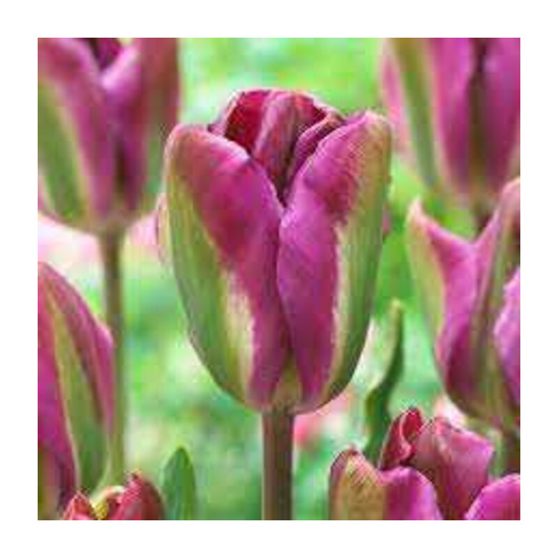 Tulipa Nightrider Tulipan 'Nightrider'5 szt.