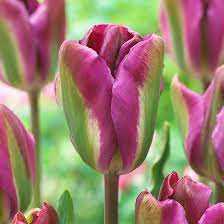 Tulipa Nightrider Tulipan 'Nightrider'5 szt.