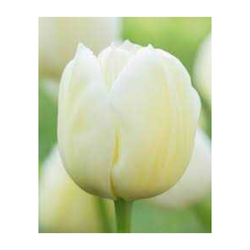 Tulipa City of Vancouver Tulipan 'City of Vancouver' 5 szt.