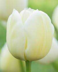 Tulipa City of Vancouver Tulipan 'City of Vancouver' 5 szt.