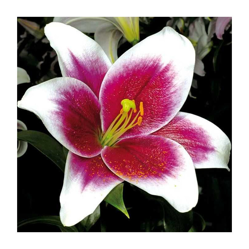 Lilia 'Friso' 5 szt. – Lilium Friso