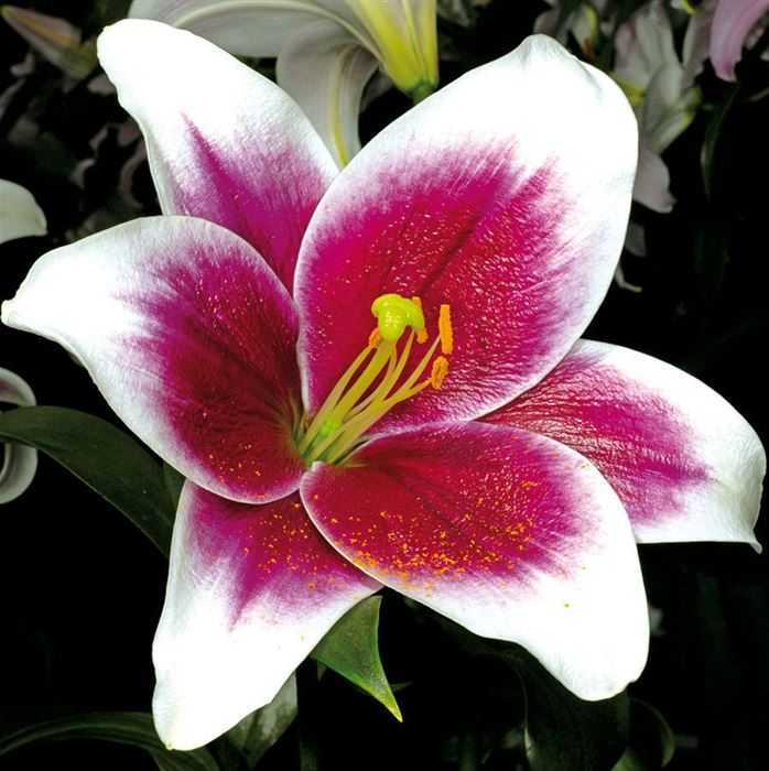 Lilia 'Friso' 5 szt. – Lilium Friso