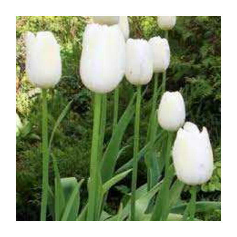 Tulipa Maureen Tulipan 'Maureen'5 szt.