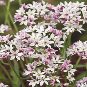 Czosnek 'Chameleon' 5 szt. – Allium Chameleon