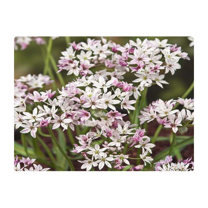 Czosnek 'Chameleon' 5 szt. – Allium Chameleon