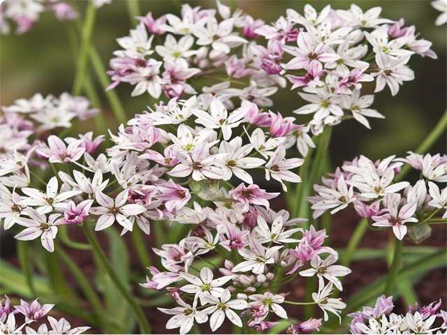 Czosnek 'Chameleon' 5 szt. – Allium Chameleon