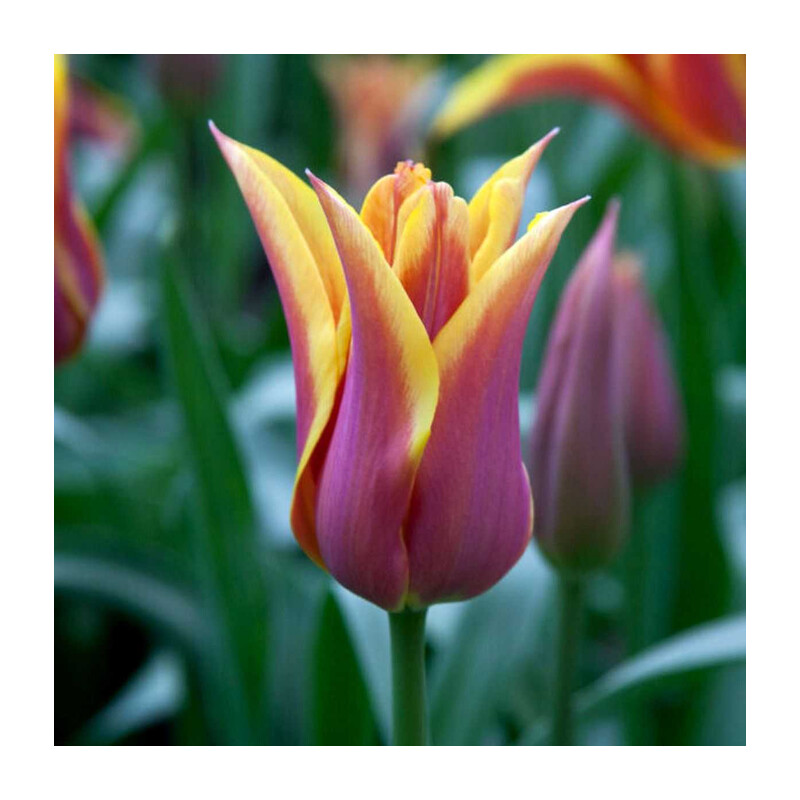 Tulipa Sonnet Tulipan 'Sonnet' 5 szt.