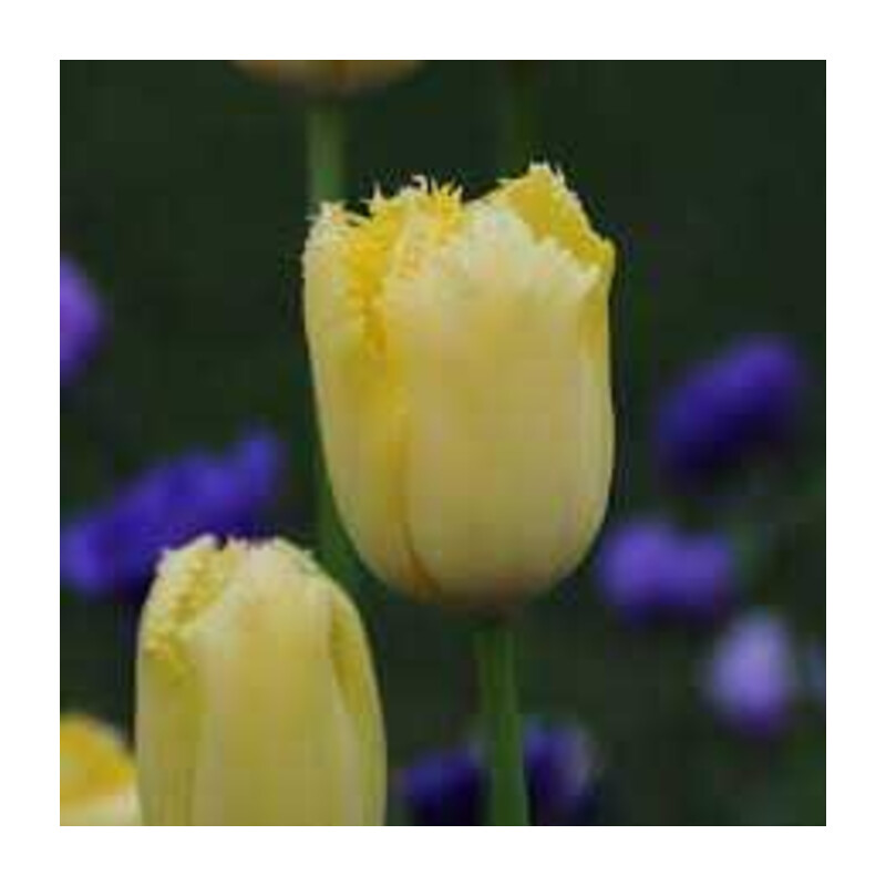 Tulipa Maja Tulipan 'Maja' 5 szt.