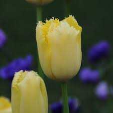 Tulipa Maja Tulipan 'Maja' 5 szt.