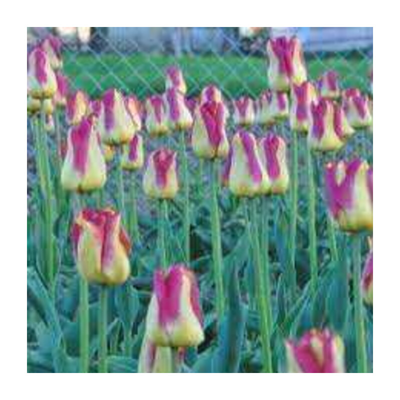 Tulipa Boston Tulipan 'Boston' 5 szt.