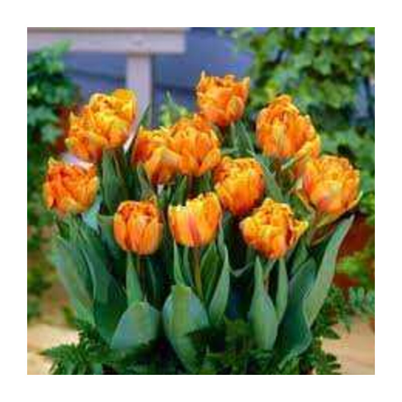Tulipa Orange Princess Tulipan 'Orange Princess' 5 szt.