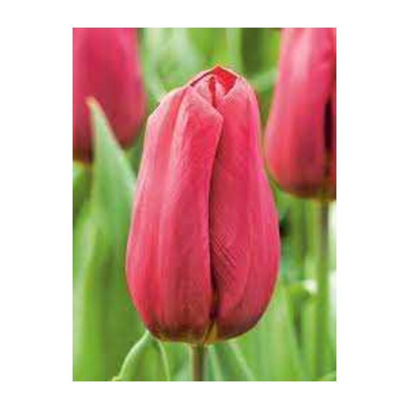 Tulipa Strong Love Tulipan 'Strong Love 5 szt.