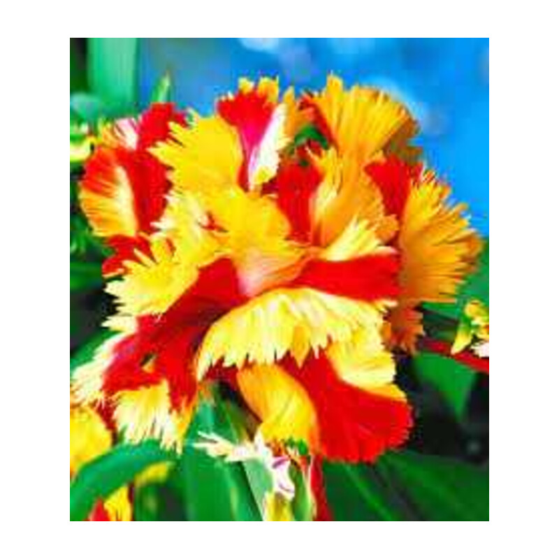 Tulipa Double Flaming Parrot Tulipan 'Double Flaming Parrot' 5 szt.