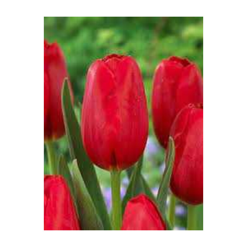 Tulipa Warszawa Tulipan 'Warszawa' 5 szt.